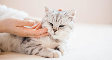 Можно ли брать кошку или котенка за шкирку