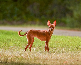 Чихуахуа типа дир: описание и фото