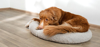 Как выбрать лежак для щенка и собаки: по размеру и другим критериям