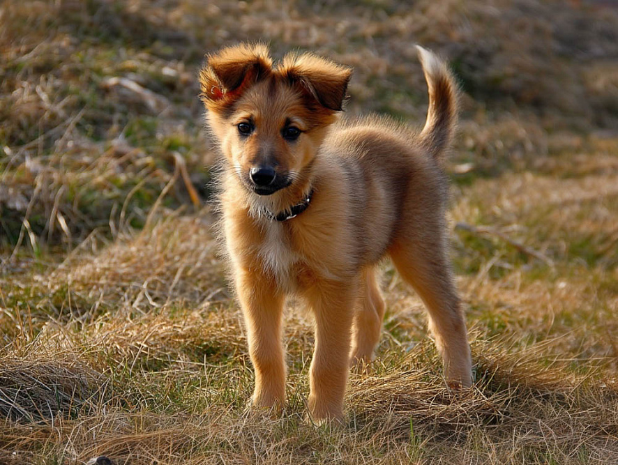 Баскская овчарка в щенячьем возрасте