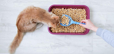 Как правильно пользоваться древесным наполнителем для туалета кошек