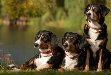 Все виды зенненхундов: 4 породы с описанием и фото