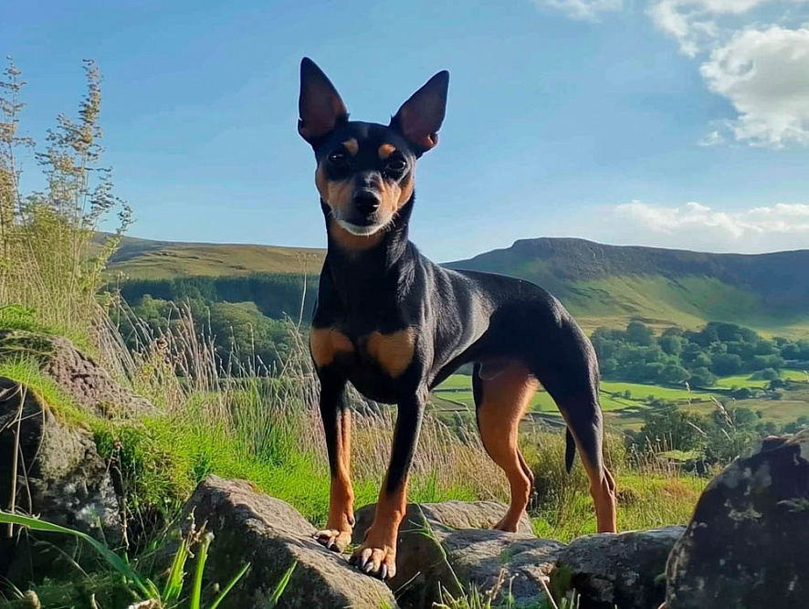 Английский той-терьер в горах