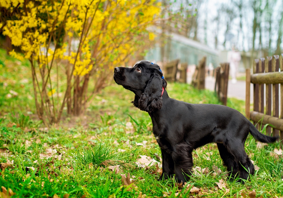 Щенок черного кокер-спаниеля