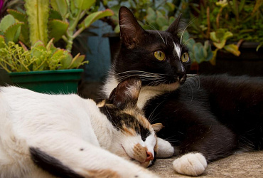 Окрасы кошек с фотографиями и названиями: от распространенных до редких