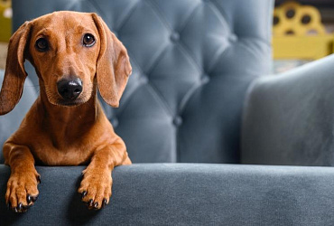 ТОП-14 пород собак, похожих на таксу