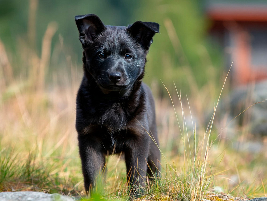 Норвежский элкхаунд черной расцветки