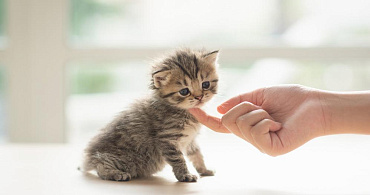 Уход за кошками в домашних условиях