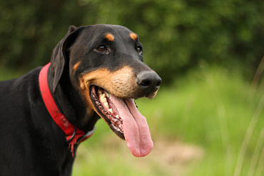 Сколько живут доберманы – средняя продолжительность жизни и ее этапы