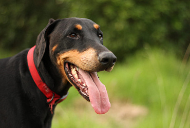 Сколько живут доберманы – средняя продолжительность жизни и ее этапы