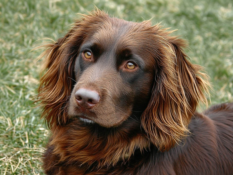 Немецкий спаниель коричневого окраса