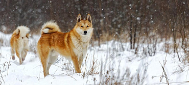 Все виды породы лайка с фото