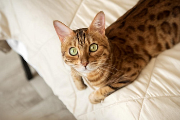 Бенгальская кошка – гипоаллергенная или нет?