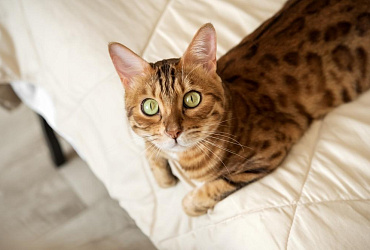 Бенгальская кошка – гипоаллергенная или нет?