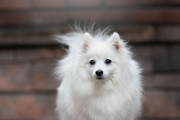 Сколько весит японский шпиц?