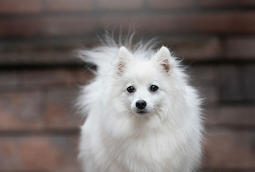 Сколько весит японский шпиц?