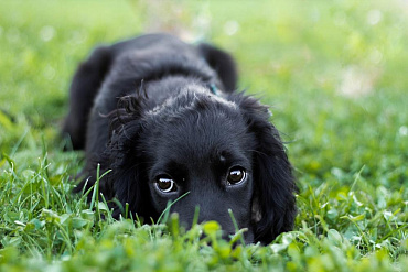 Черный спаниель – описание и особенности окраса пород