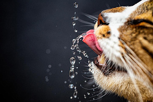Сколько воды должна пить кошка: питьевой режим для котят и взрослых котов