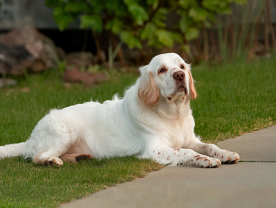 Кламбер-спаниель отдыхает на улице