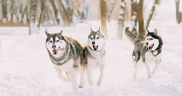 Окрасы хаски: все допустимые цвета и их сочетание