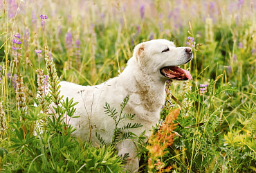 Сколько длится беременность у алабая, этапы и уход за собакой в этот период
