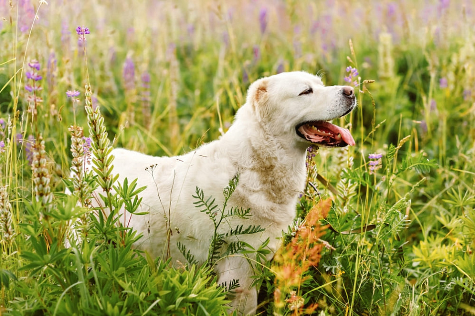 Сколько длится беременность у алабая, этапы и уход за собакой в этот период