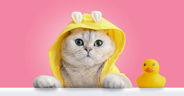 Маленькие породы кошек, которые всегда выглядят как котята