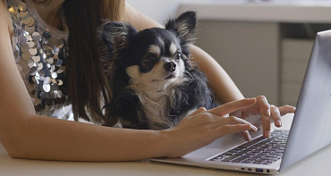 Почему собака ходит по пятам за хозяином