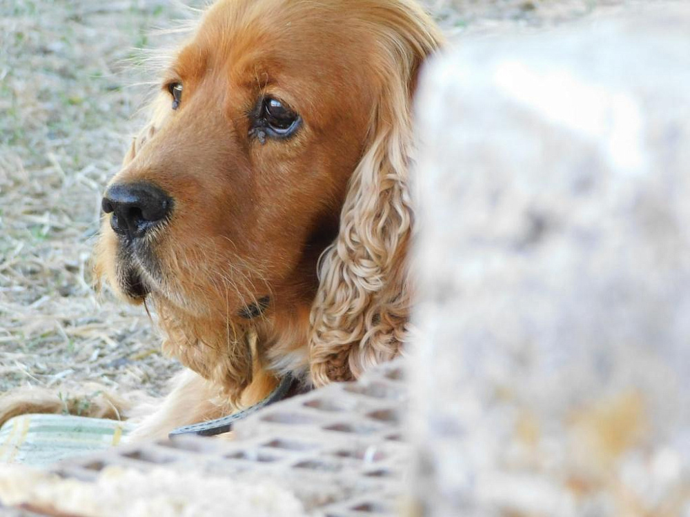 Демодекоз у собак: симптомы и проявление, лечение и последствия