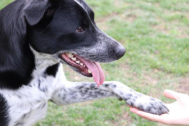 Как научить собаку команде «Дай лапу»