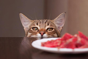 кот и сыр. еда для котят. котик с едой. кошка ест влажный корм. натуральная еда для котят.