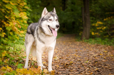 Вязка хаски – как правильно вязать собак