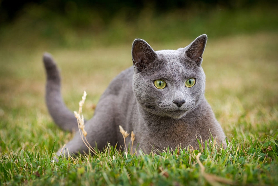 Сколько живут русские голубые кошки – средняя продолжительность жизни и шаги, способствующие ее продлению