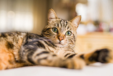 Болезни бенгальских кошек: основные признаки и методы лечения