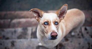 Все породы собак с голубыми глазами