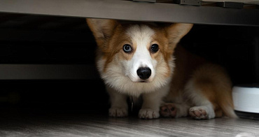 Почему собака прячется под кровать или в другие темные места