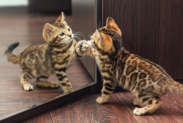 Клички для бенгальских кошек и котов: более 350 вариантов