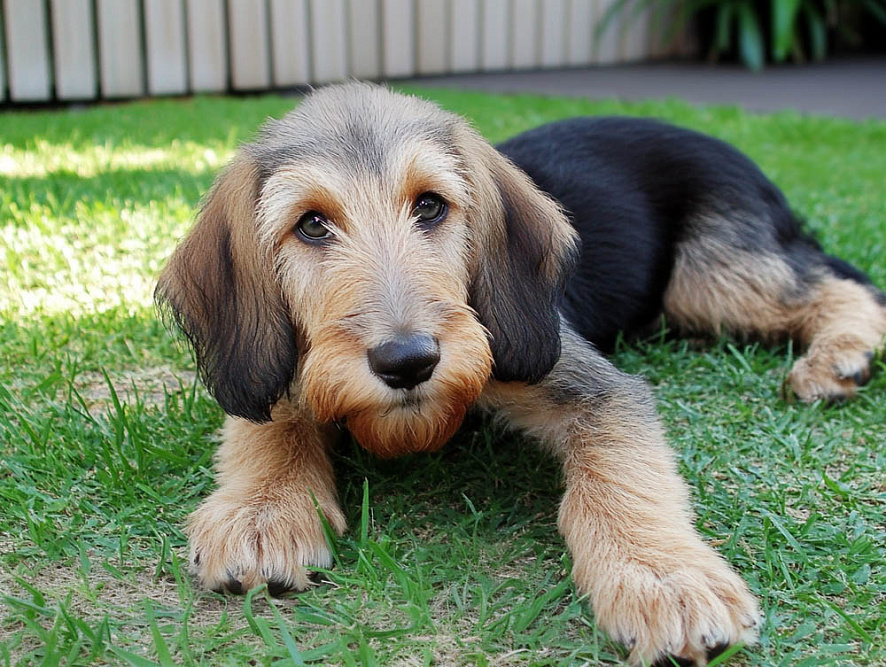 Милый щенок оттерхаунда