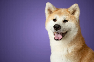 Вязка акита-ину – как правильно вязать породу