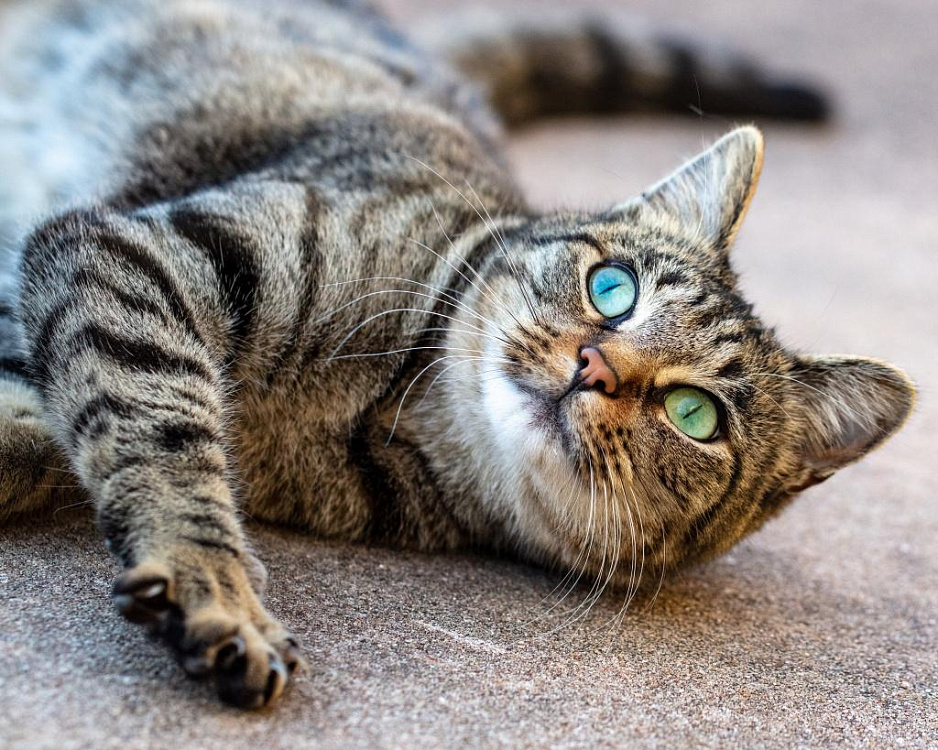 Все о течке у кошек: первый эструс, признаки, действия со стороны хозяина