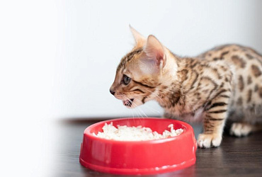 Чем кормить бенгальского котенка