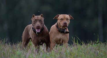 Окрасы американского питбуля: допустимые и запрещенные