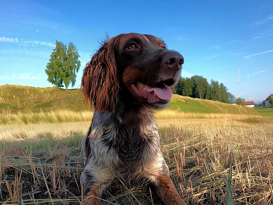 Немецкий вахтельхунд отдыхает на сухой траве