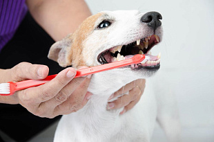 Как и чем почистить зубы собаке в домашних условиях
