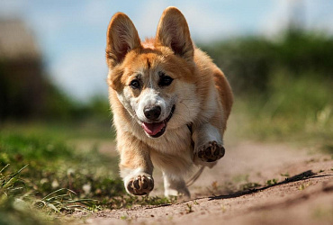 Существуют ли злые корги?