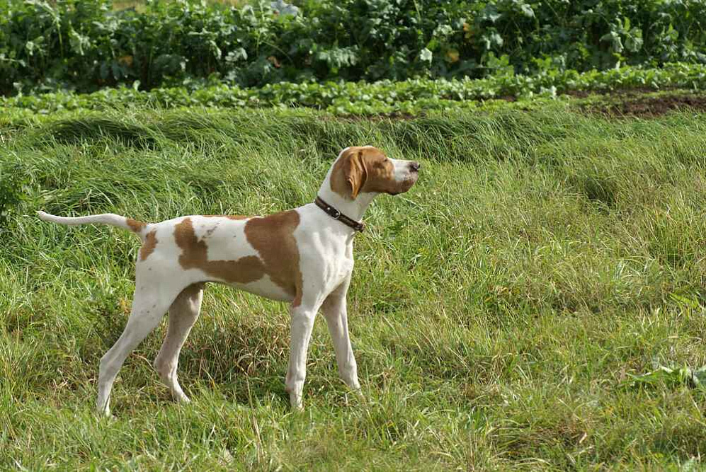 Пойнтер стоит в поле