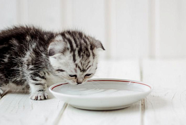 Почему котенок не пьет воду: что делать?