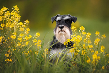 Сколько живут цвергшнауцеры – средняя продолжительность жизни и факторы, от которых она зависит