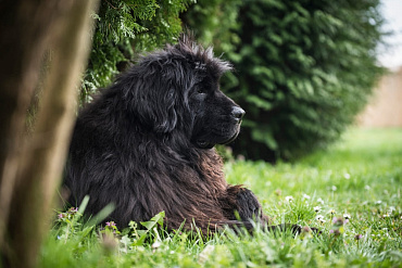 Сколько весит ньюфаундленд?