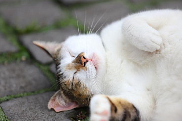 Что снится нашим кошкам и котам?